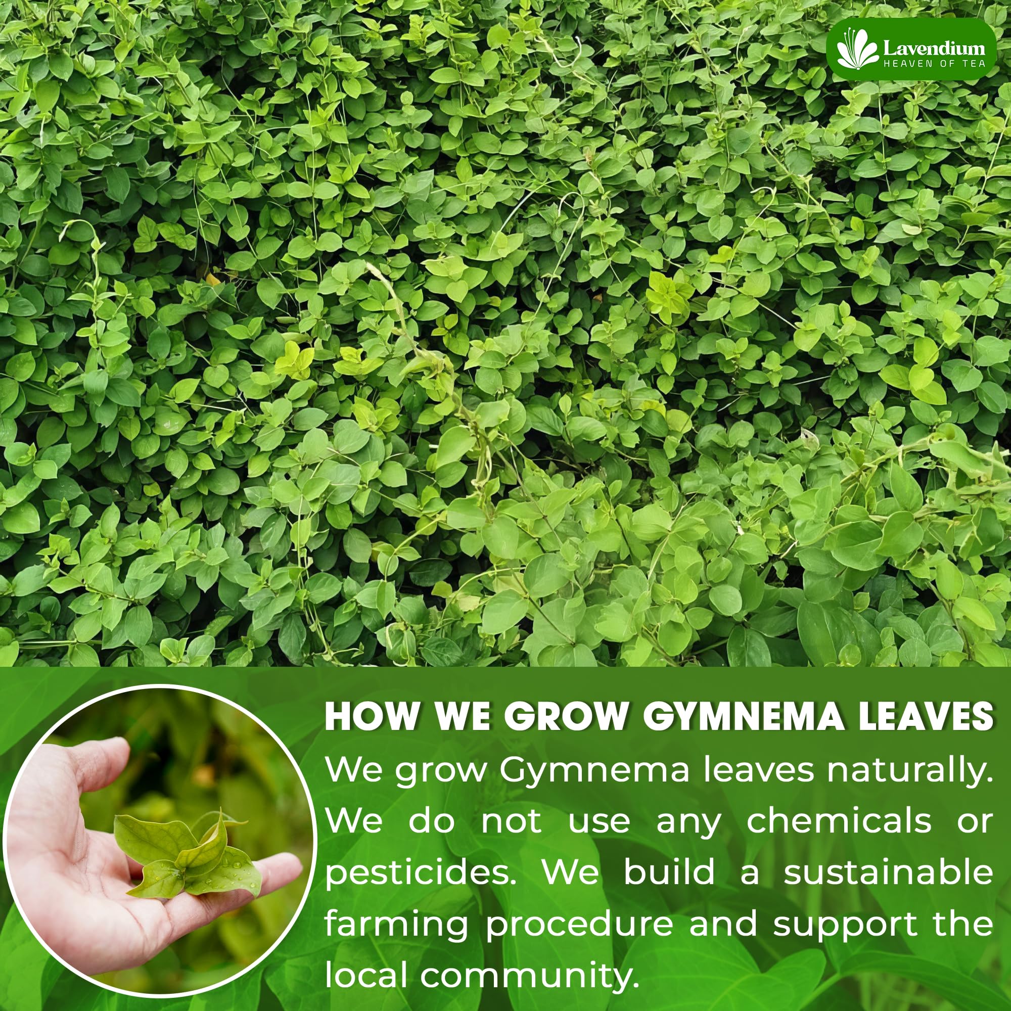 Lavendium, Premium 60 Gymnema Leaf Tea Bags, 100% Natural & Pure from Leaves. Gymnema Tea Bags for Diabetics - COLD-DRIED for Maximum Freshness