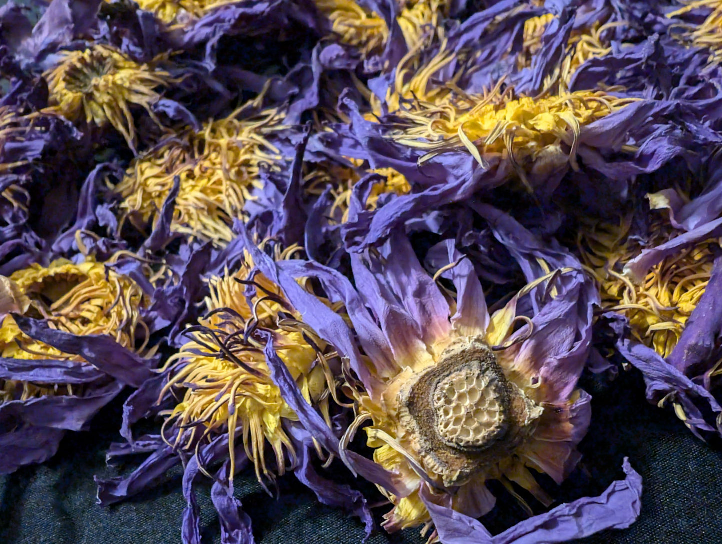 Lotus Flower Tea | Ankhclave's Sesen | 1oz Bag