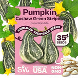 SVI 35 Cushaw Green Striped Pumpkin Seeds (Cucurbita mixta) - Cushaw Squash, Non GMO Winter Squash Seed Packets - Heirloom Vegetable Seeds