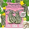 SVI 35 Cushaw Green Striped Pumpkin Seeds (Cucurbita mixta) - Cushaw Squash, Non GMO Winter Squash Seed Packets - Heirloom Vegetable Seeds