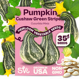 SVI 35 Cushaw Green Striped Pumpkin Seeds (Cucurbita mixta) - Cushaw Squash, Non GMO Winter Squash Seed Packets - Heirloom Vegetable Seeds