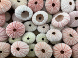 100 Pieces Natural Pink Sea URCHINS Sea Shell Beach Wedding Craft Shells