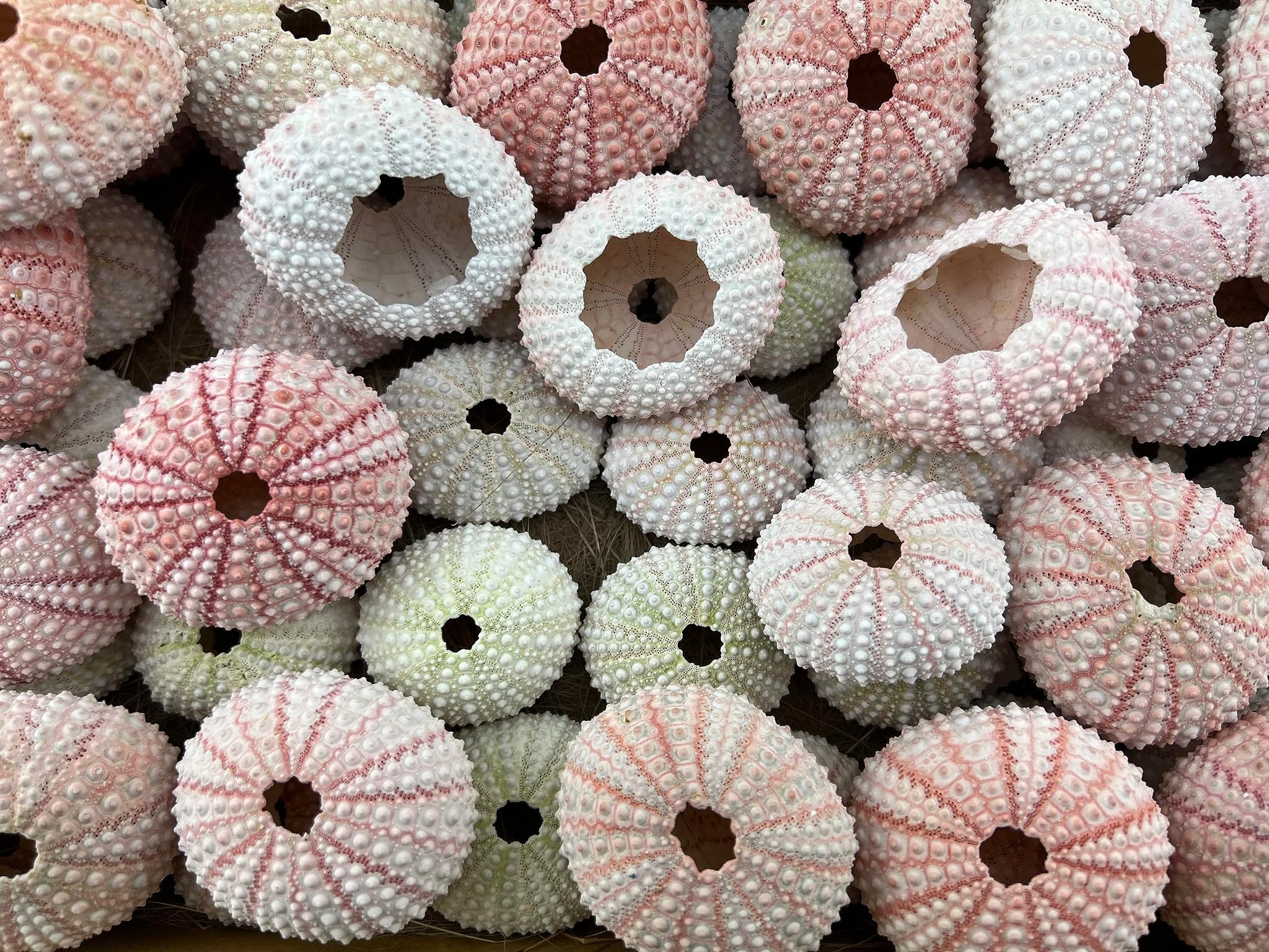100 Pieces Natural Pink Sea URCHINS Sea Shell Beach Wedding Craft Shells