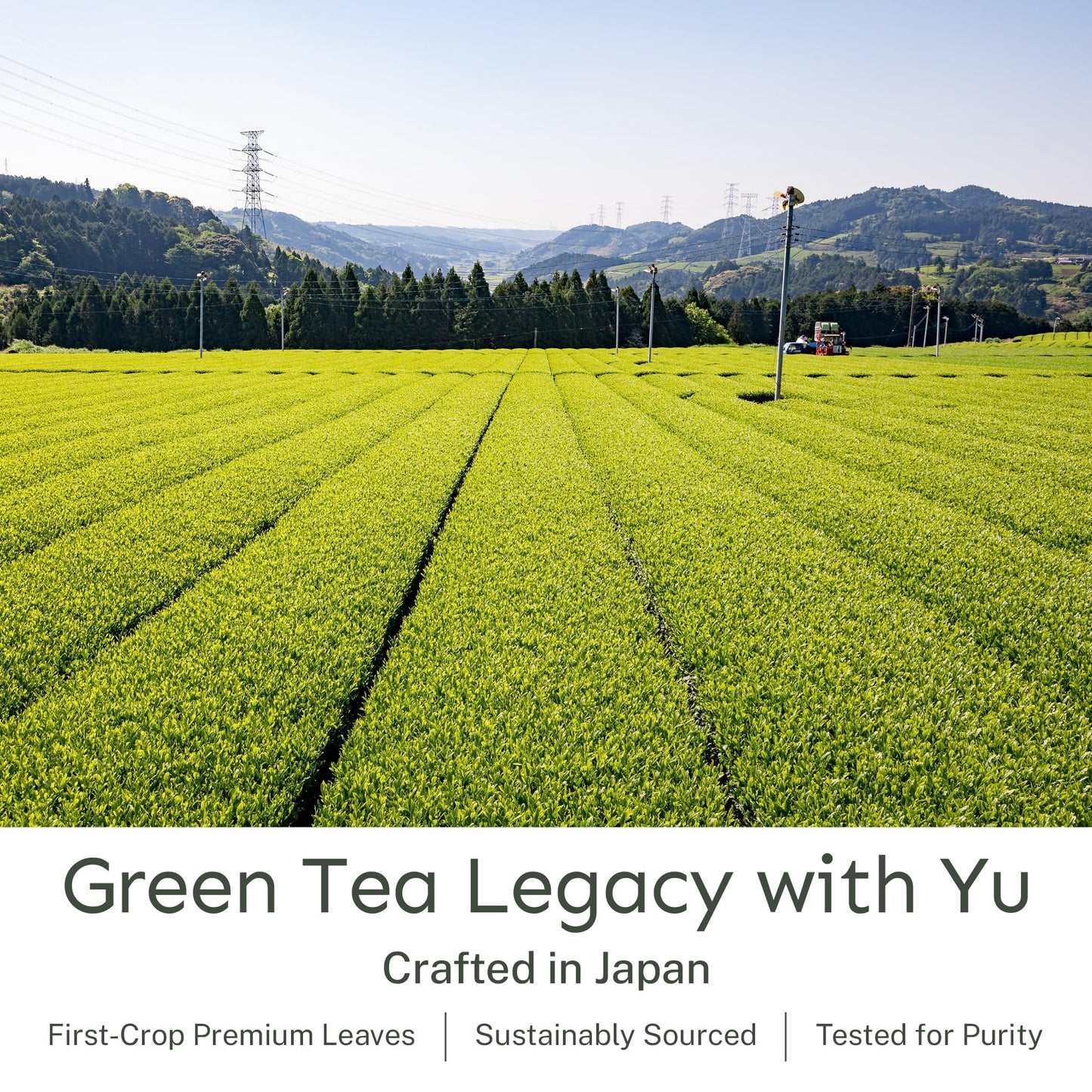 Yu Tea Organic Genmaicha Green Tea Powder, 30 Instant Packets | Japanese Green Tea & Roasted Brown Rice | Low Caffeine & Unsweetened | Relaxation