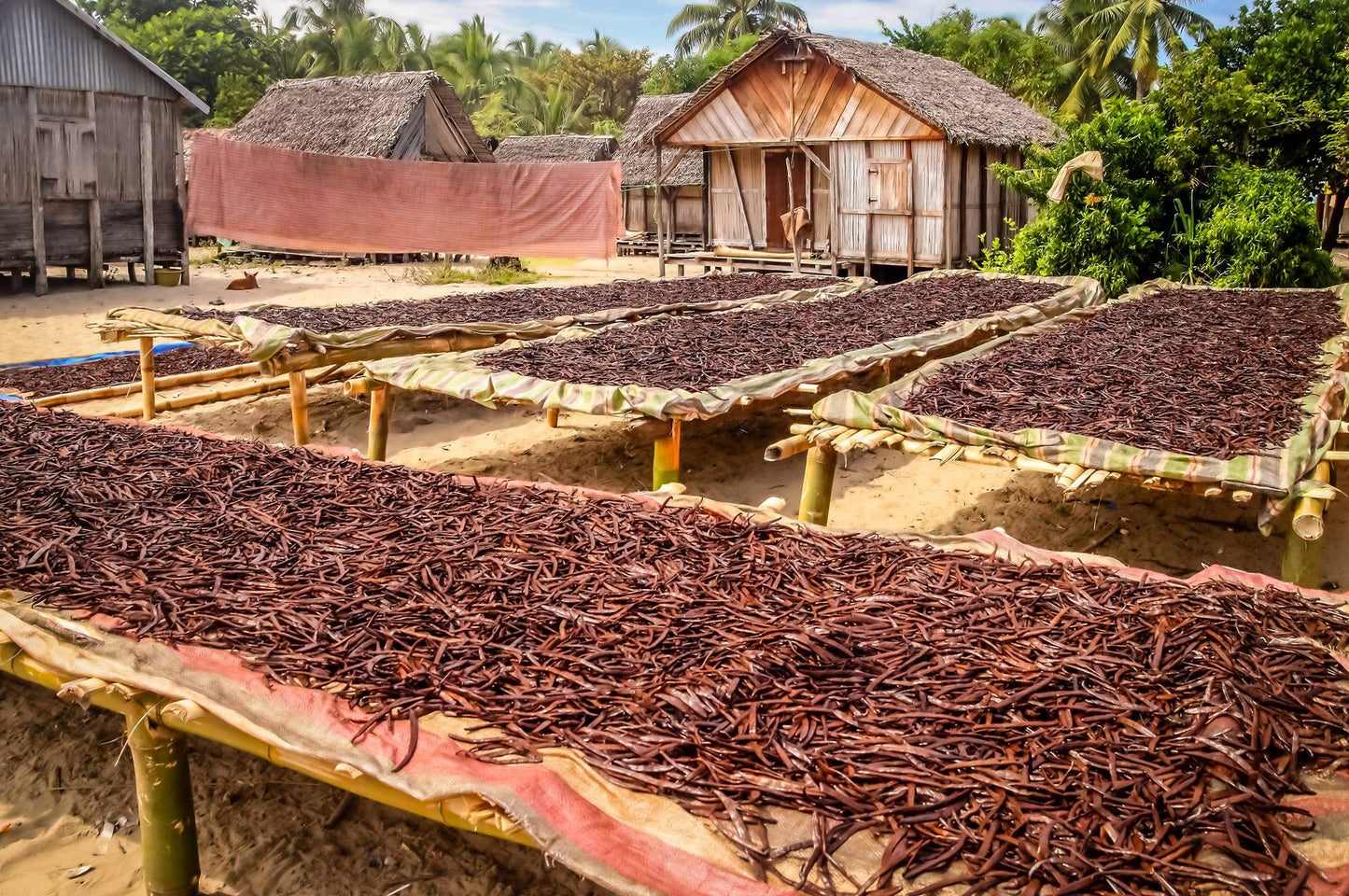 25 Costa Rican Vanilla Beans Whole Grade A Vanilla Pods for Homemade Vanilla Extract, Baking, Ice Cream, Flavoring, & Vanilla Powder