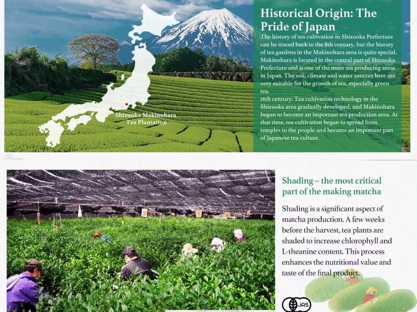 TEA-HAVA: CERTIFIED JAPANESE ORGANIC Matcha Superior Ceremonial Blend - Authentic Japanese First Harvest Ceremonial Grade AA (100% Organic) Matcha