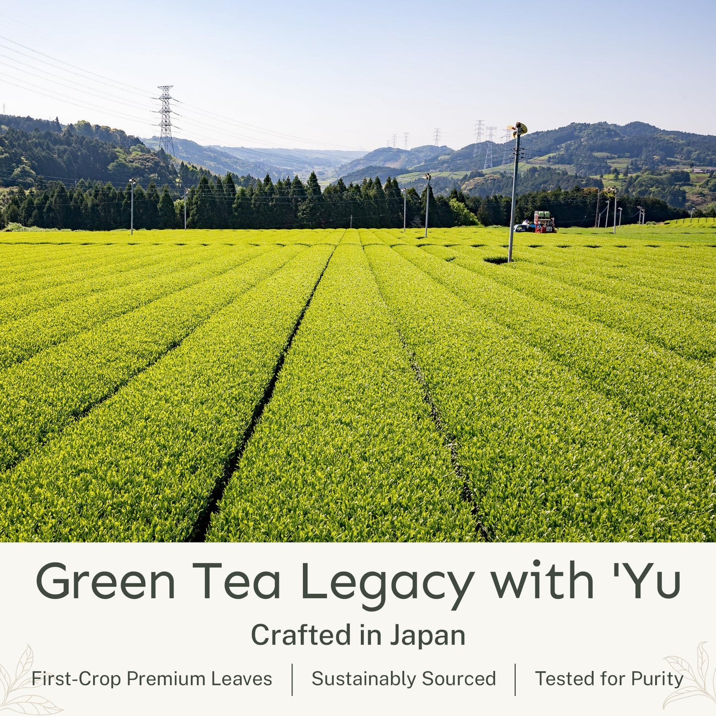 Yu Tea Organic Ceremonial Grade Matcha Powder, 30 Instant Packets | Packed with Antioxidants, L-Theanine & Natural Caffeine | Unsweetened Grade A
