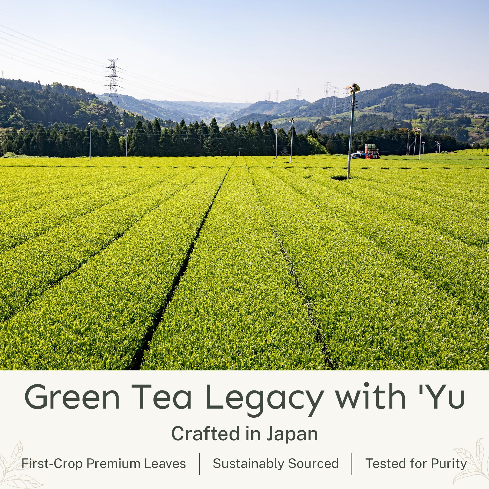 Yu Tea Organic Decaf Matcha Powder Ceremonial Grade, 50 Servings | Rich in Antioxidants & L-Theanine, Low Caffeine | Unsweetened Grade A Japanese
