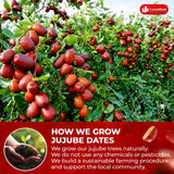 Lavendium, Premium 25oz Dried Jujube Dates, 100% Natural & Pure Red Dates, No Additives or Preservatives, Non-GMO, Gluten-Free, Plant-Based & Vegan