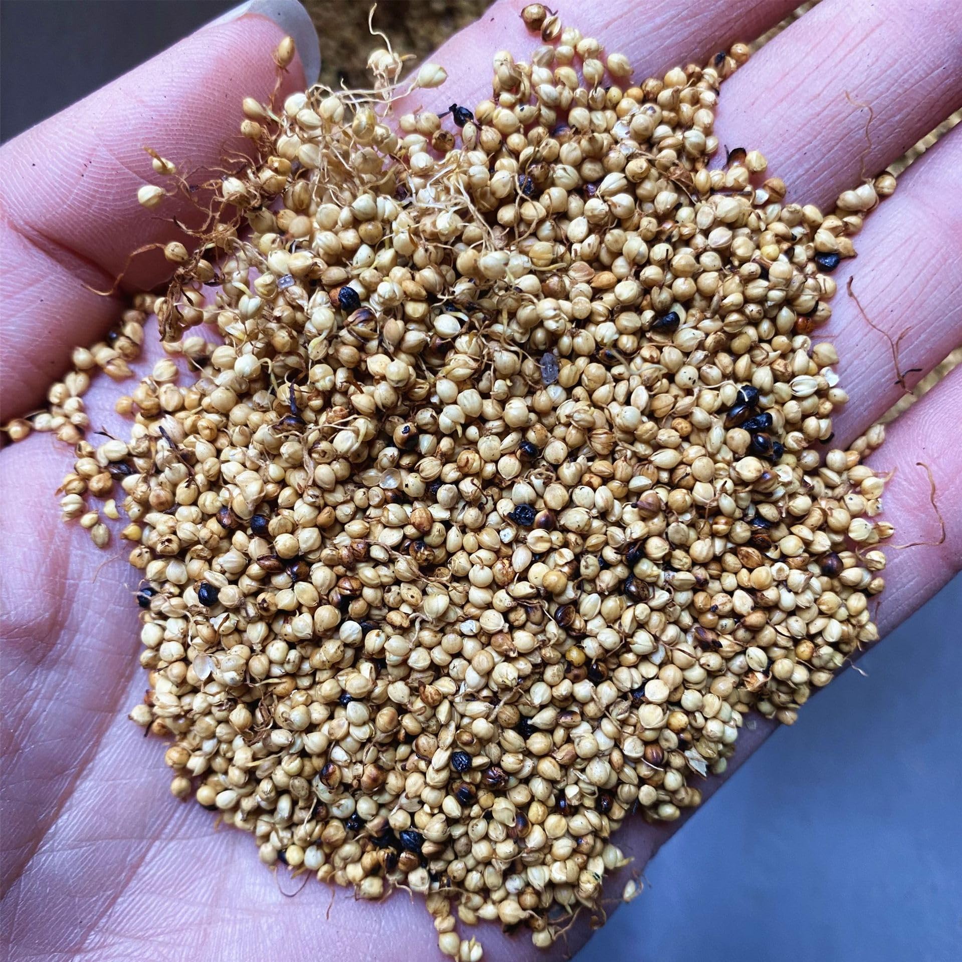 Zercumm Rice-Grain Sprout 500G Fried Grain Sprout Rice-Grain Sprout (Fried grain sprouts)