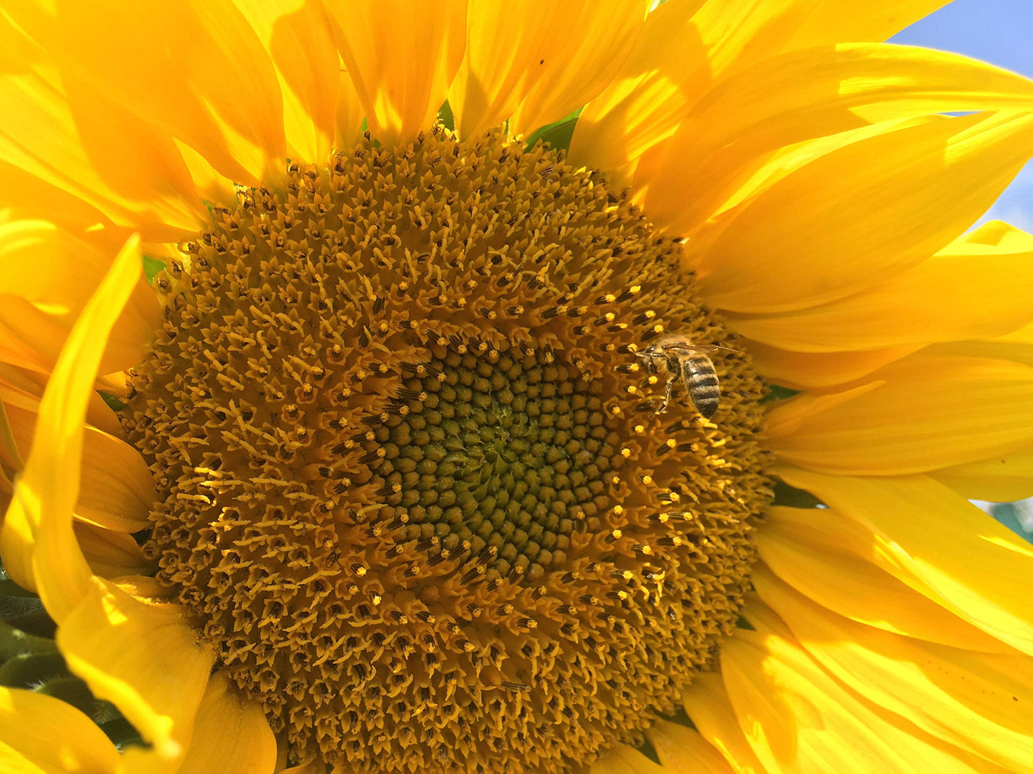 Edible Flowers - 100% Natural dried German Sunflower Petals - Perfect addition to salads, snacks or smoothie bowls. Natural Sunflower Petals