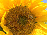Edible Flowers - 100% Natural dried German Sunflower Petals - Perfect addition to salads, snacks or smoothie bowls. Natural Sunflower Petals