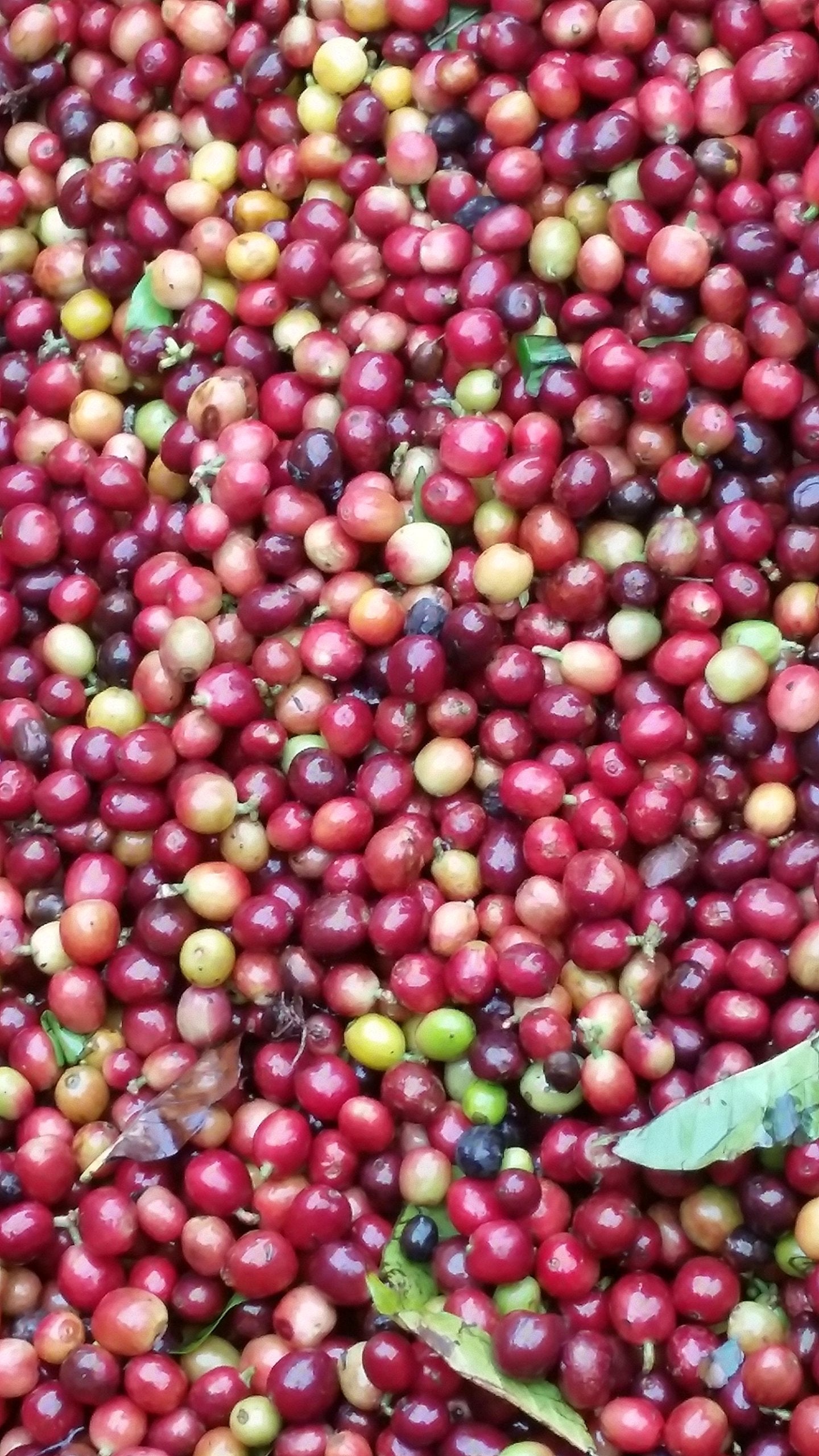 Green Coffee Beans Single Origin Colombian Unroasted Coffee Beans Farm Los Pirineos (10 Lb)
