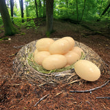 Crazy Nate's Raptor Eggs - Freeze-Dried Bit-O-Honey Candy | Unique Honey and Almond Crunch | Gourmet Freeze-Dried Treats (3 PACK)