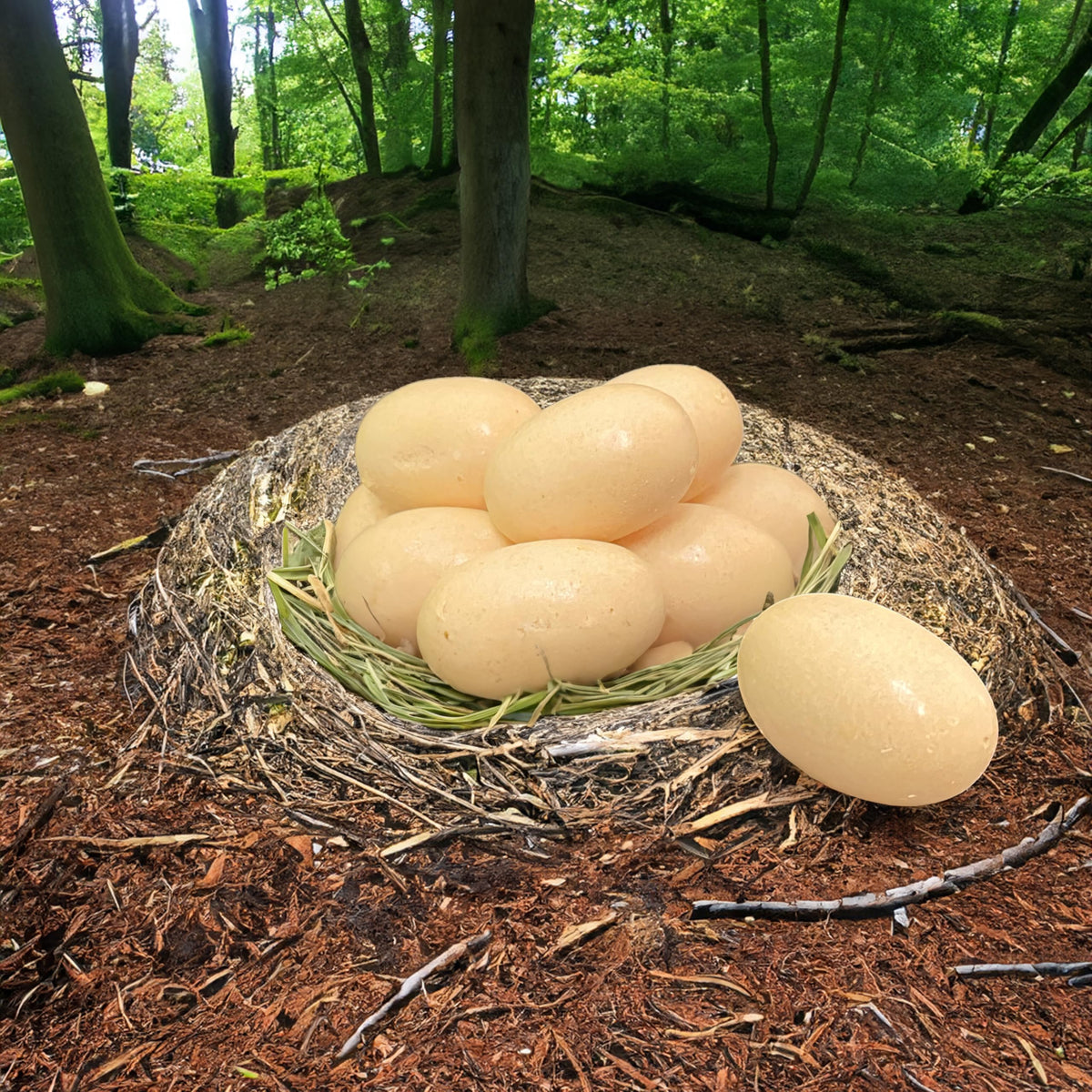 Crazy Nate's Raptor Eggs - Freeze-Dried Bit-O-Honey Candy | Unique Honey and Almond Crunch | Gourmet Freeze-Dried Treats (3 PACK)