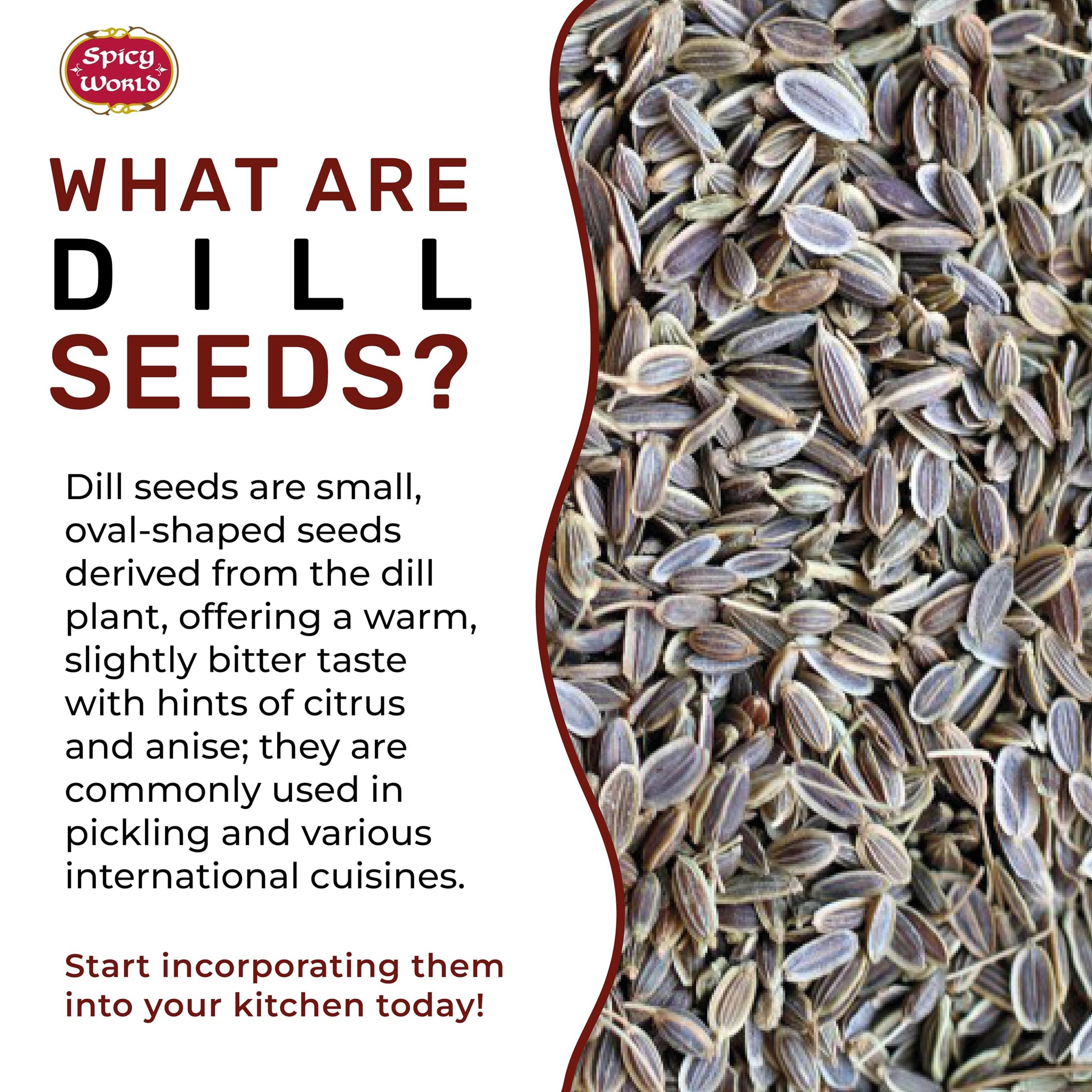 Dill Seeds 6 LB Jar - Bulk Jar, Whole Spice, Perfect for Pickling and Eating, Resealable - By Spicy World