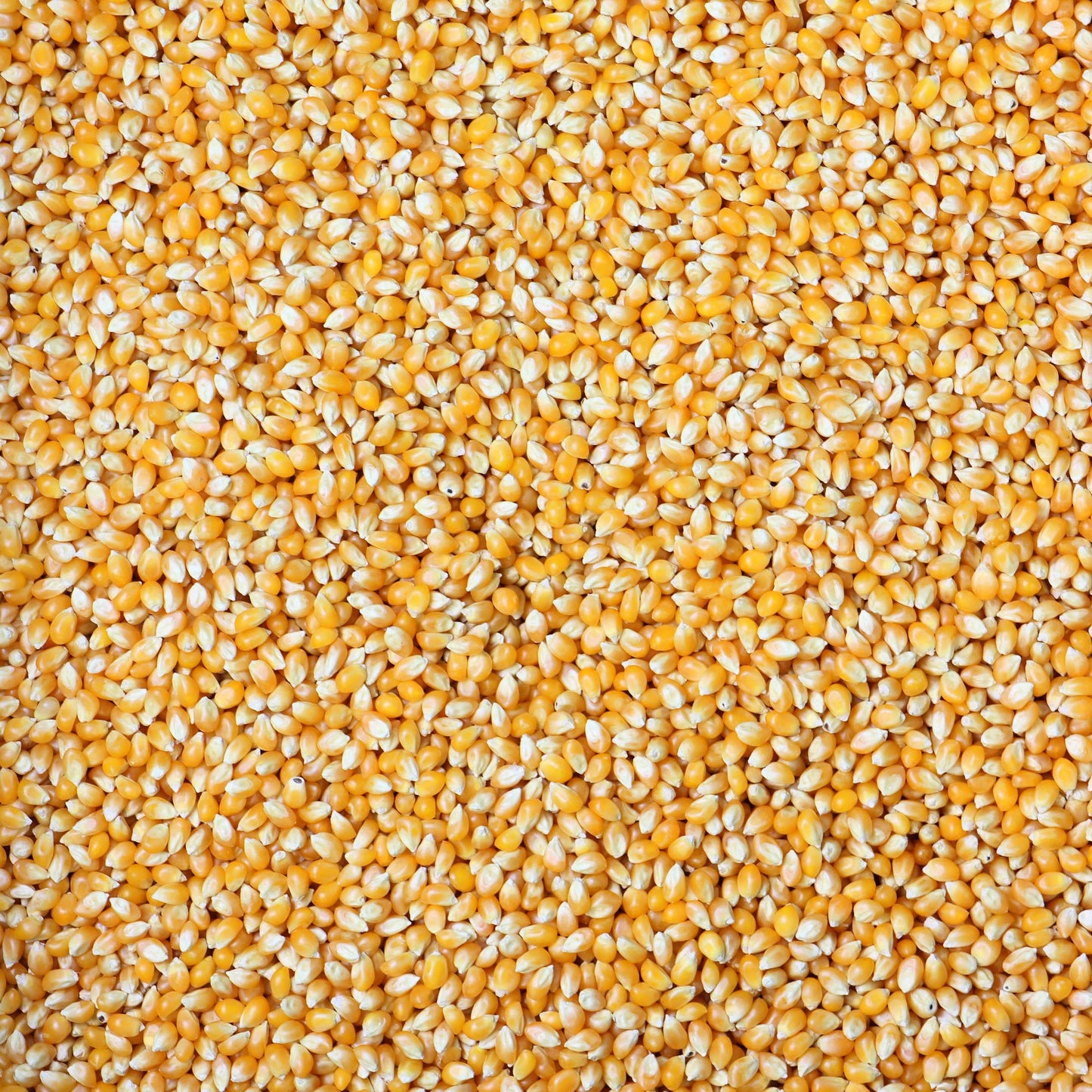 Paragon - Manufactured Fun Paragon Bulk Bag Yellow Corn, 50-Pound