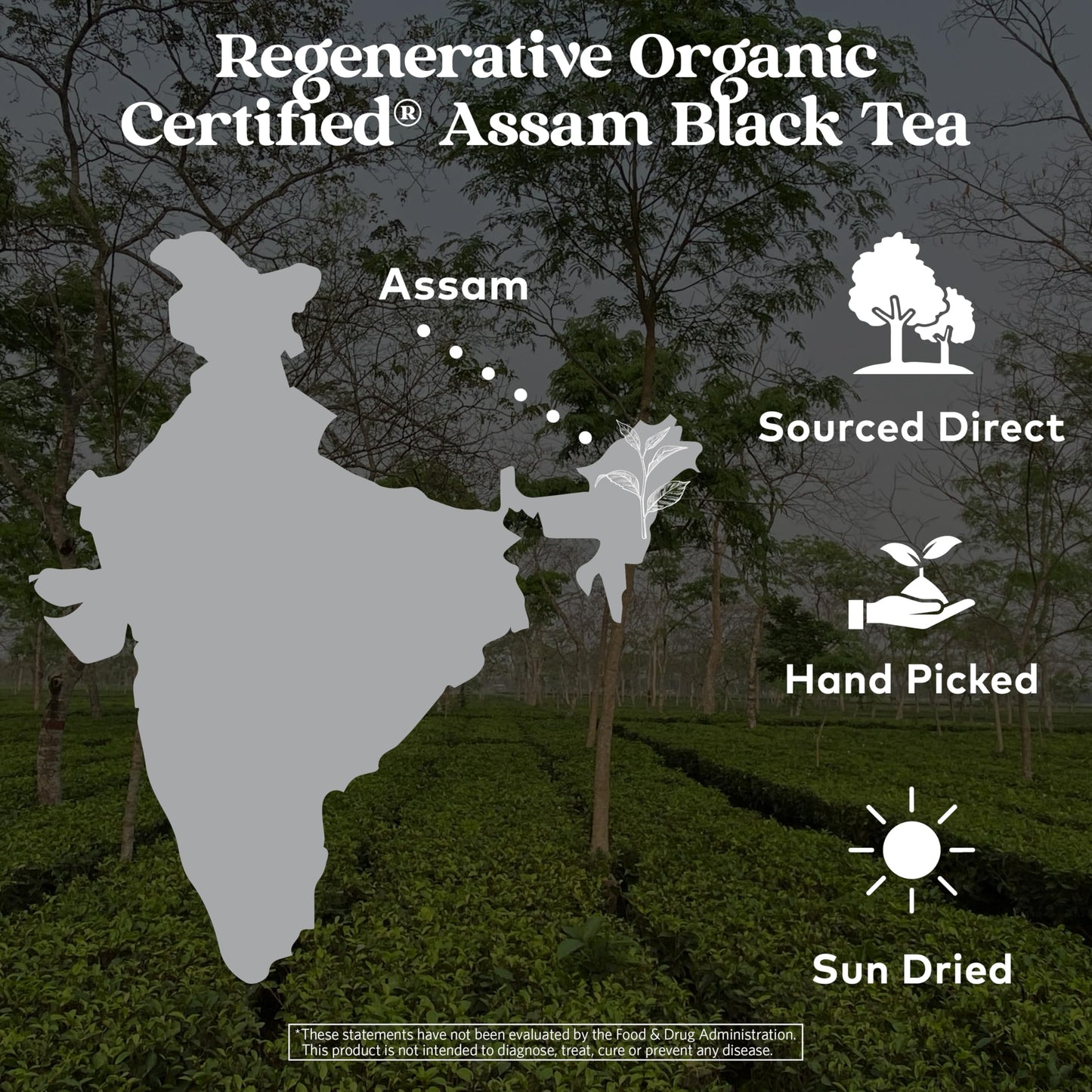 Organic India Purely Assam Black Tea - Caffeinated Herbal Tea Bags with Natural Assam Leaves, Enjoy with Milk & Sweetener, USDA Organic, Non-GMO
