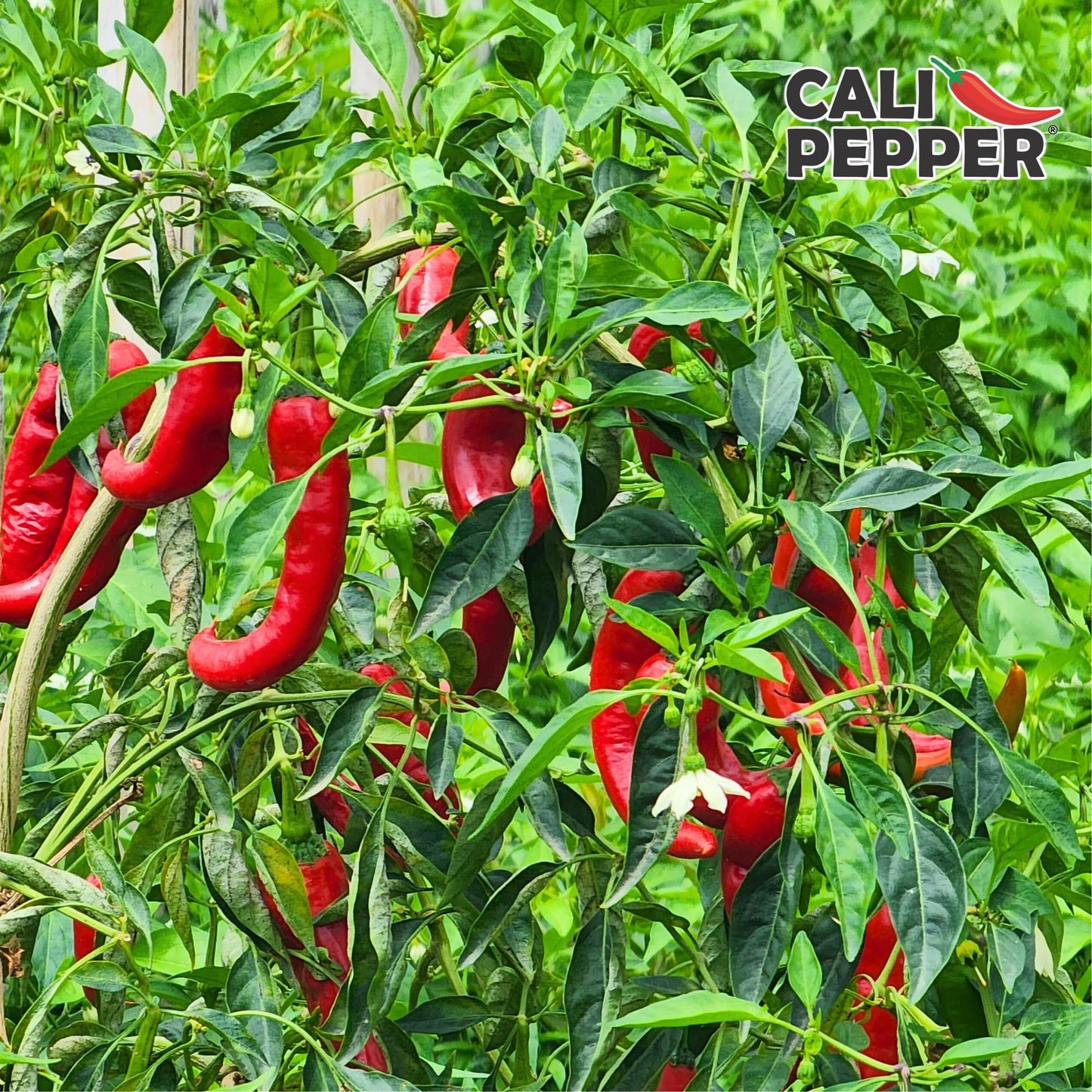 Cali Pepper Ghost Pepper Hot Sauce - Very Hot Chili Sauce Made from Aged Ghost Pepper - Over 130,000 SHU - Squeeze Bottle 8.4 fl oz