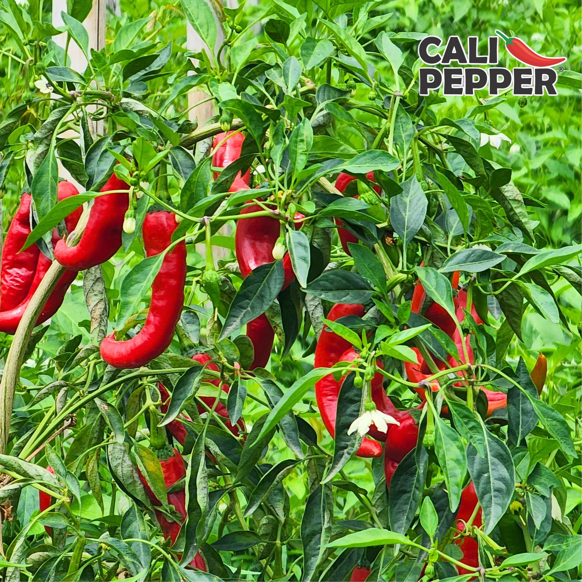Cali Pepper Ghost Pepper Hot Sauce - Very Hot Chili Sauce Made from Aged Ghost Pepper - Over 130,000 SHU - Squeeze Bottle 8.4 fl oz