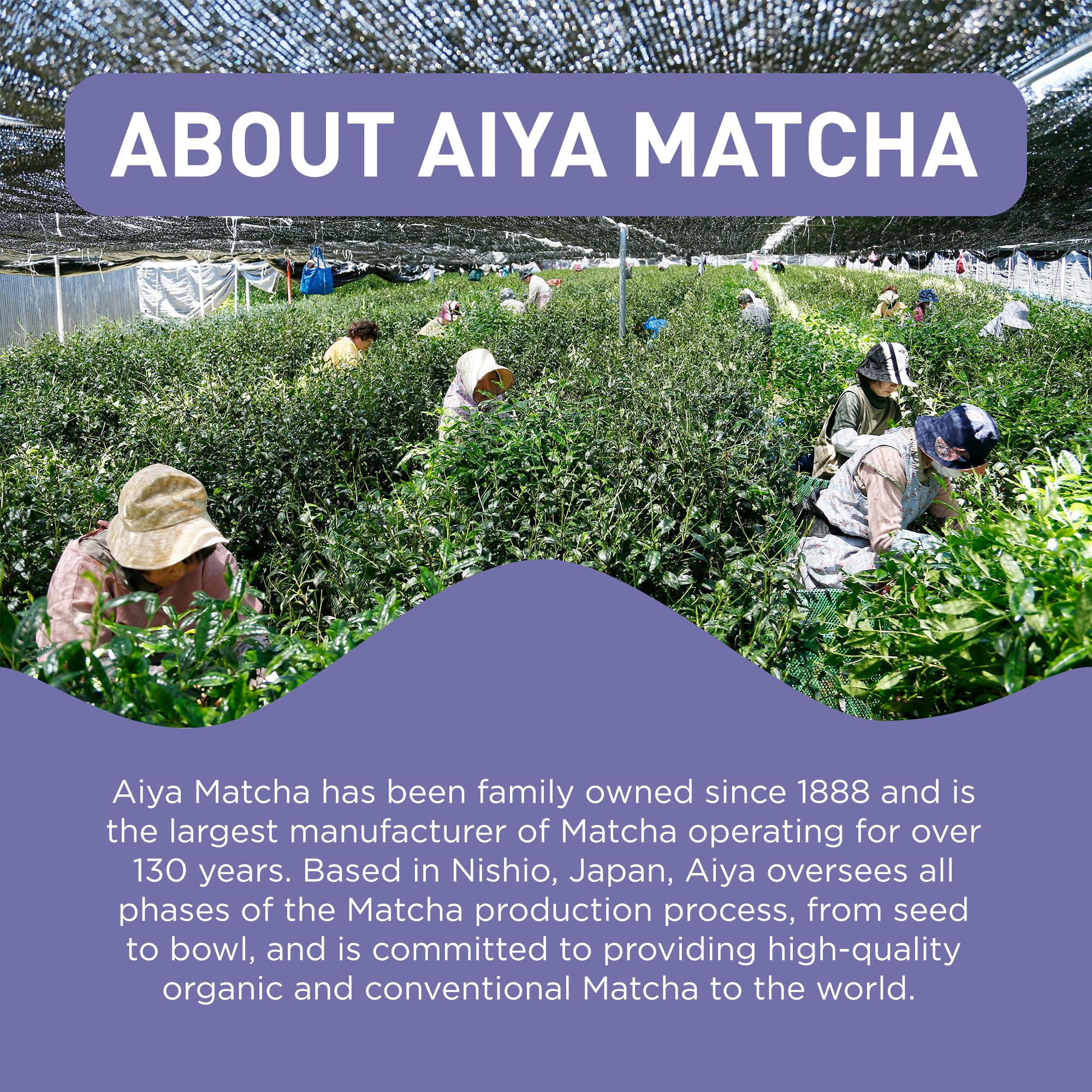 Aiya Matcha+ Focus™ - Peach Flavored Matcha Drink Mix with L-Theanine - 220mg L-Theanine - Natural Focus Booster - Premium Japanese Matcha Green Tea