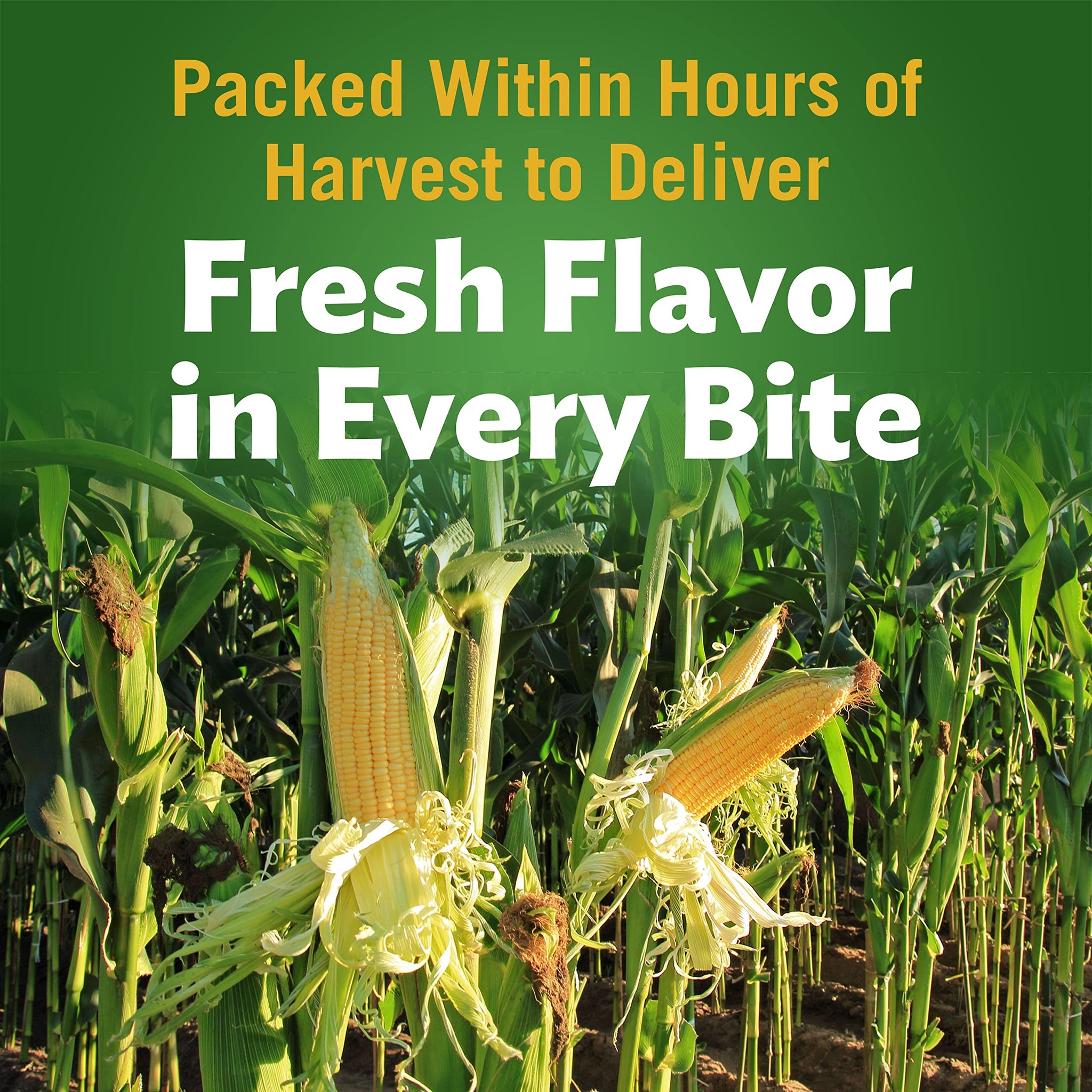 DEL MONTE FRESH CUT Golden Sweet Whole Kernel Corn, Canned Vegetables, 12 Pack, 8.75 oz Can