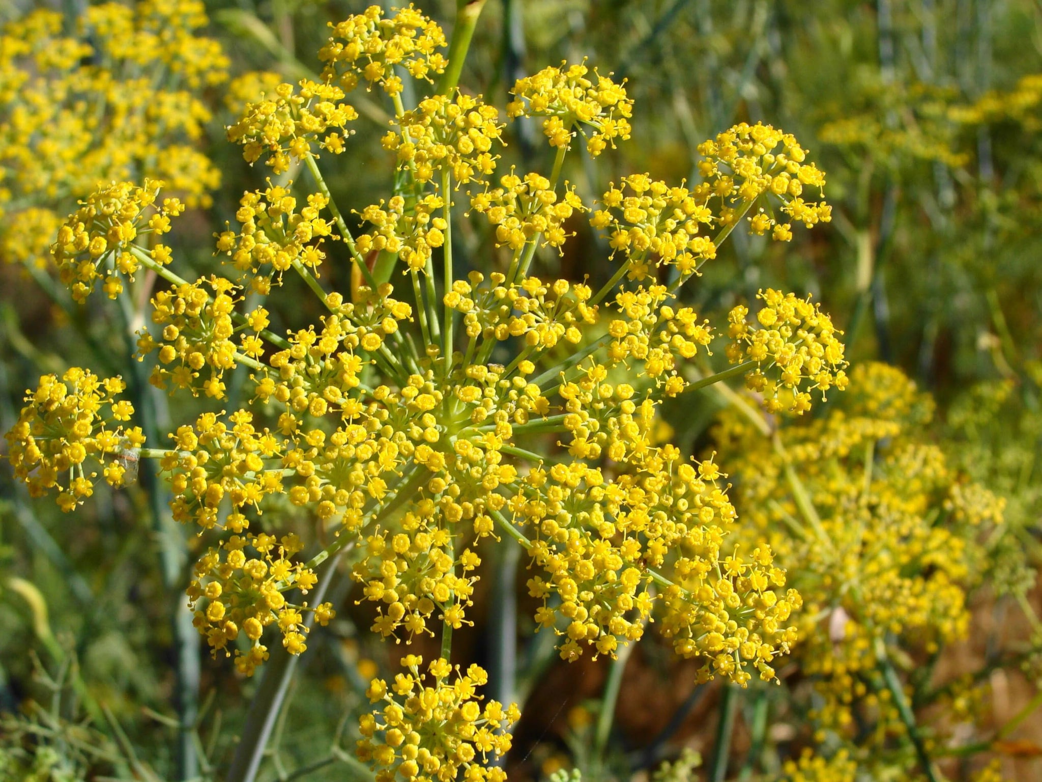 Pollen Ranch's Organic Fennel Pollen Spice, Perfect for Cooking and Seasoning with Fennel Flavor, Made from Premium Organic Fennel Flowers - 0.5 oz