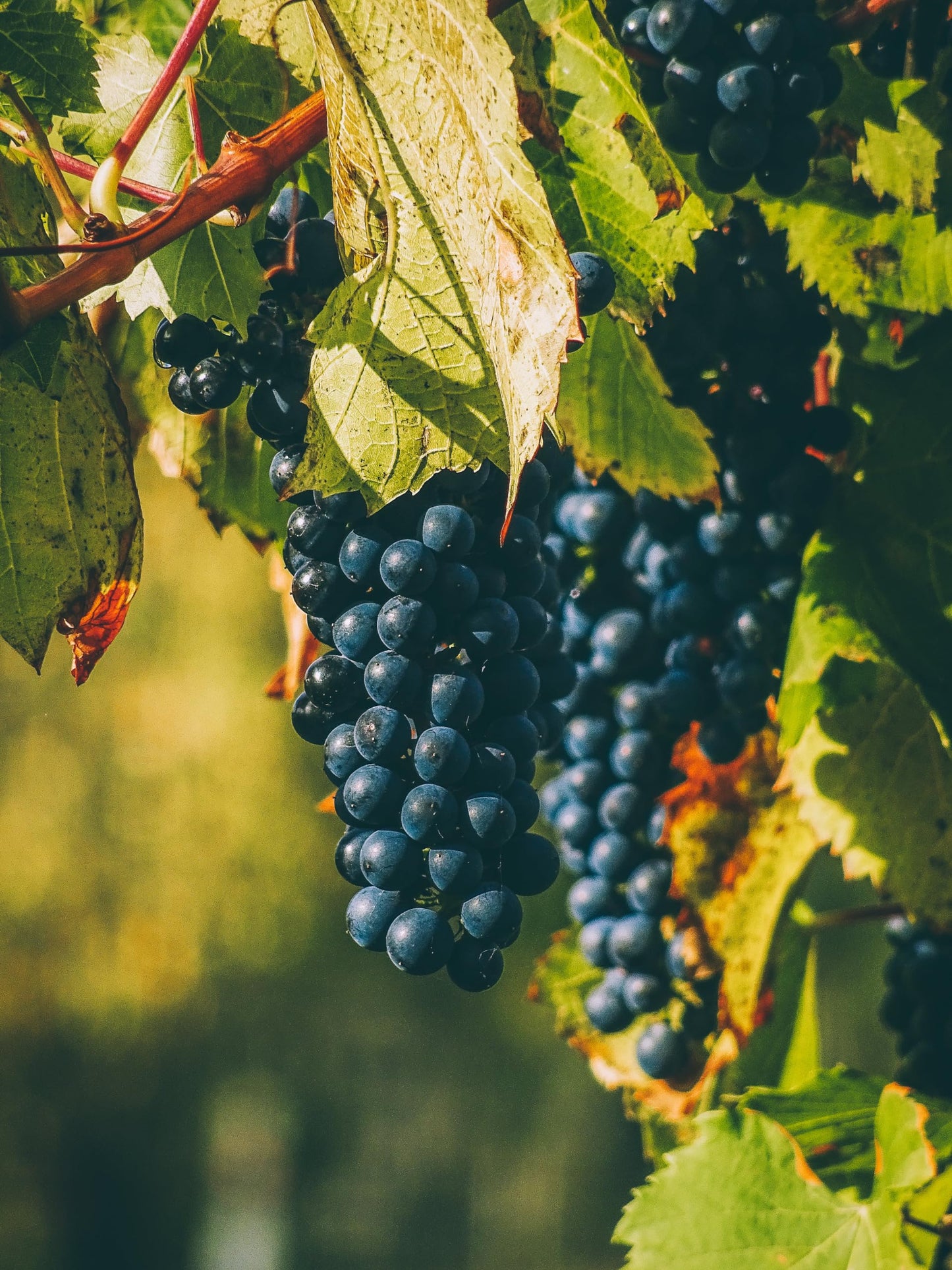 Whole Wine Grape Seeds - Ingredients: 100% Wine Pips - Vitis Vinifera - Kosher, Halal, Natural - Net Weight: 1.76oz / 50g