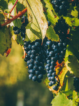 Whole Wine Grape Seeds - Ingredients: 100% Wine Pips - Vitis Vinifera - Kosher, Halal, Natural - Net Weight: 1.76oz / 50g