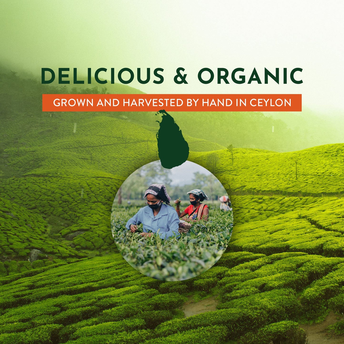 tekola Tea Co. - Organic Black tea. Premium Blend, Processed and Packed in Ceylon, Black Tea Loose Leaf Robust and Flavorful (Organic Black Tea 16