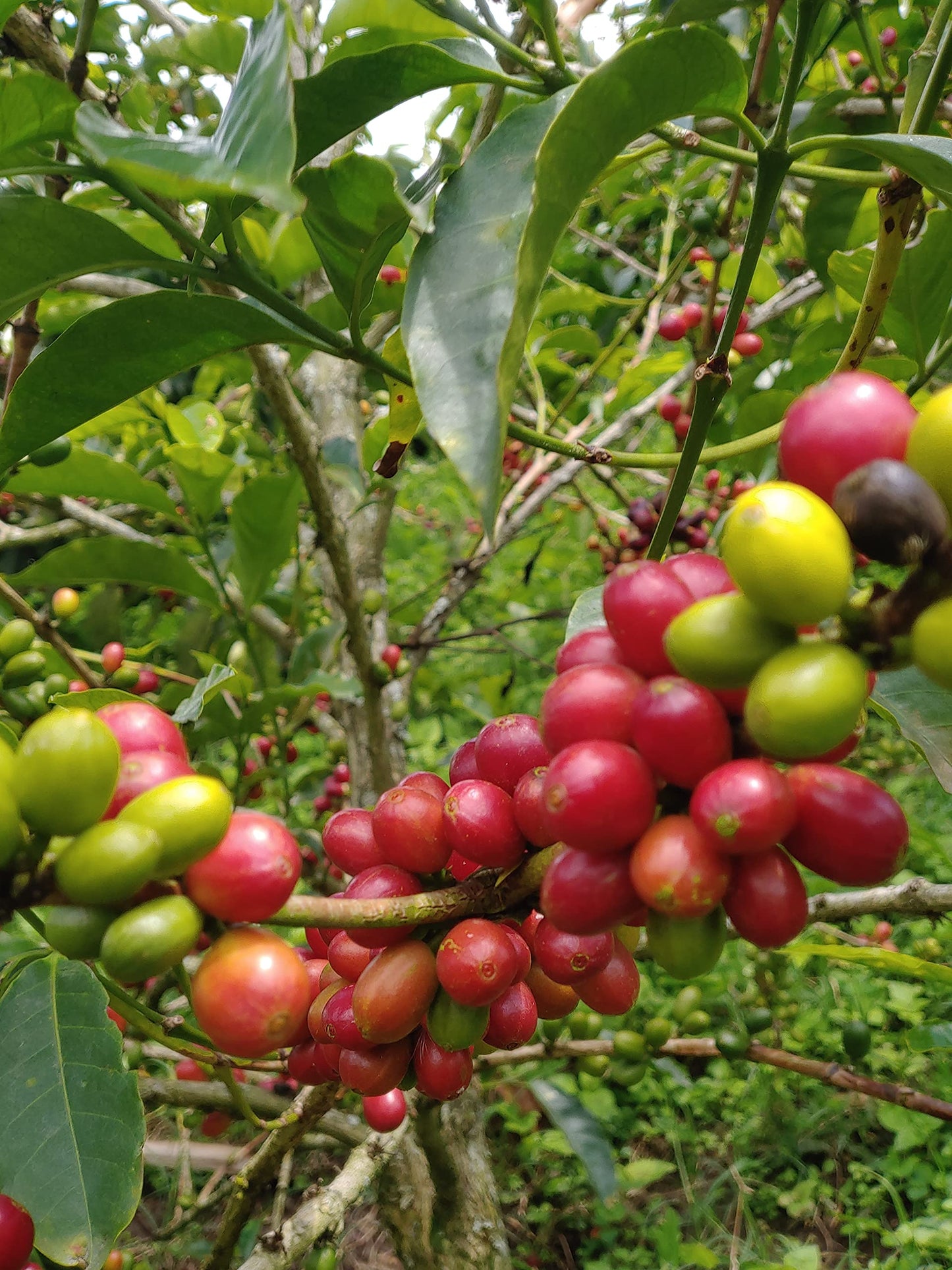 Medium Dark Coffee Roast, Ground Coffee, 100% Arabica Colombian Coffee, Fresh Coffee, Saxonville Mills Cafe (2 LB)