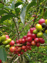 Medium Dark Coffee Roast, Ground Coffee, 100% Arabica Colombian Coffee, Fresh Coffee, Saxonville Mills Cafe (2 LB)