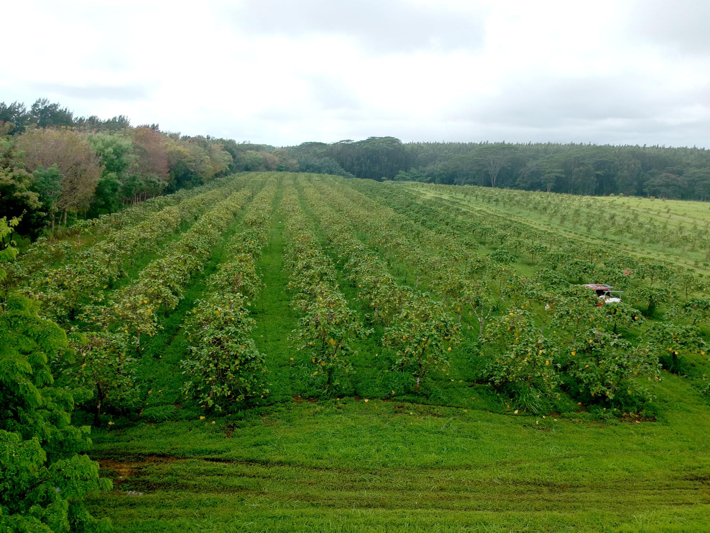 Wailua River Noni Juice (4)
