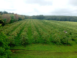 Wailua River Noni Juice (4)