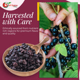 NY Spice Shop Currants Dried Fruit - 3 Pound Currant Raisins - Dried Currants for Baking - Naturally Dried Red Currants - Sweet Black Currant Dried