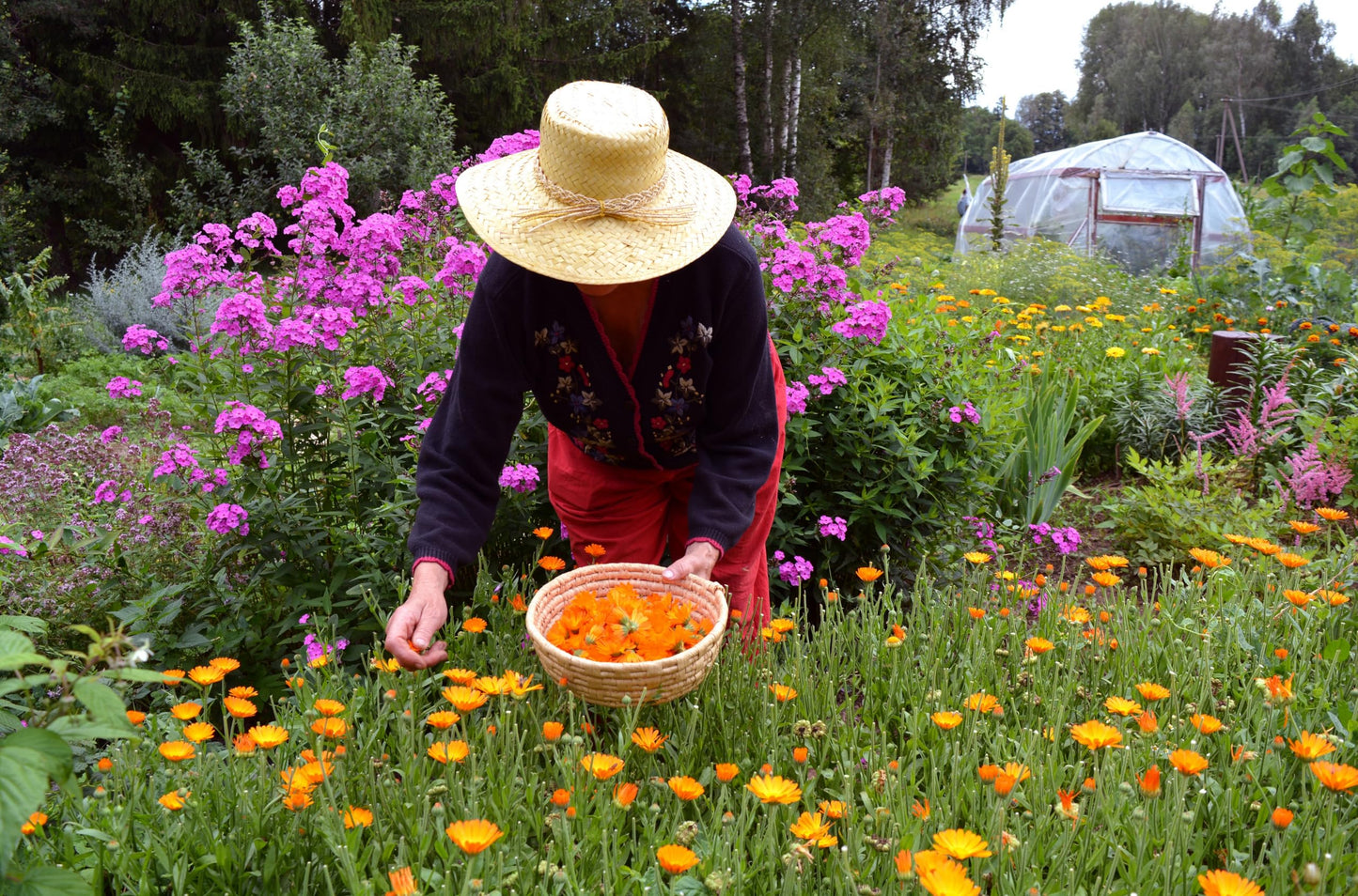 Calendula Petals Edible Flower Sprinkles - Pure Dried Marigold Flower Petals - Vegan | Gluten Free | Non-GMO | No Sugar Added - Net Weight: 0.35oz
