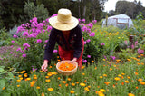 Calendula Petals Edible Flower Sprinkles - Pure Dried Marigold Flower Petals - Vegan | Gluten Free | Non-GMO | No Sugar Added - Net Weight: 0.35oz