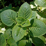 Birch & Meadow Mexican Oregano, 12.8 oz, Bright Citrus Flavor, Mole & Carnitas, Dried