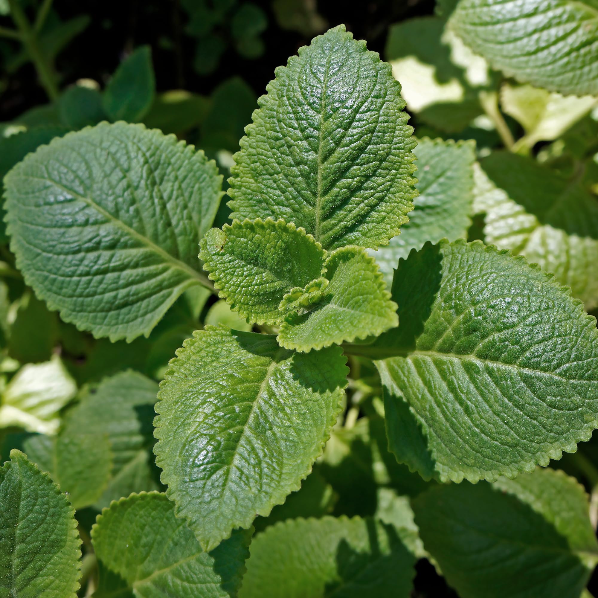 Birch & Meadow Mexican Oregano, 12.8 oz, Bright Citrus Flavor, Mole & Carnitas, Dried