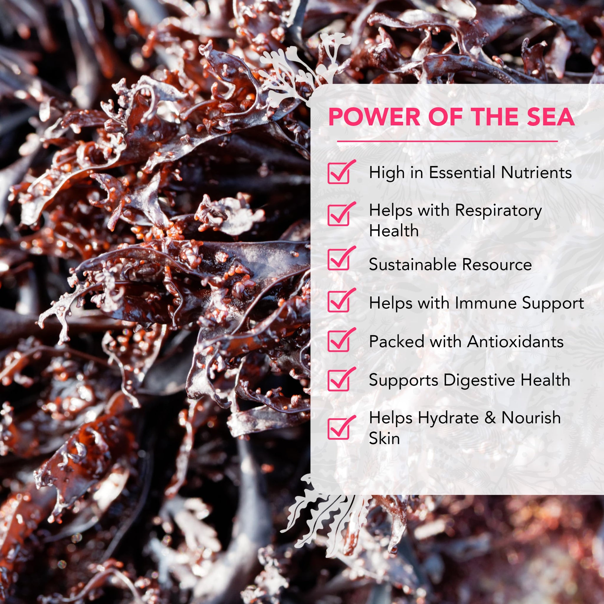 VITAMINSEA Irish Sea Moss Dried Seaweed | Wild North Atlantic Seaweed for Snacking, Seasoning, Soups & Salads | Rich in Vitamins, Minerals