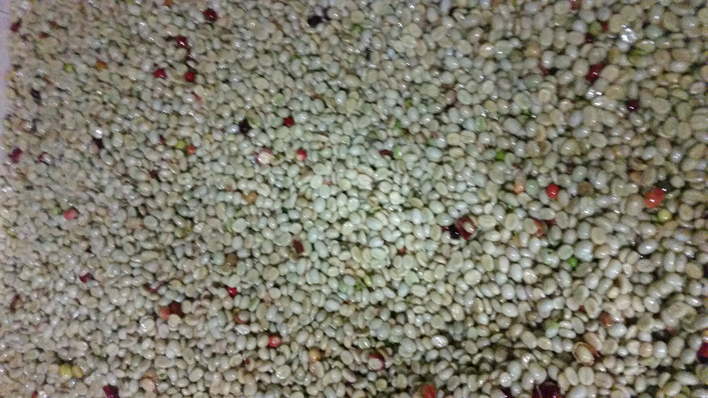 Unroasted Coffee Beans Single Origin Colombian Fram Los Pirineos (5 Lb)