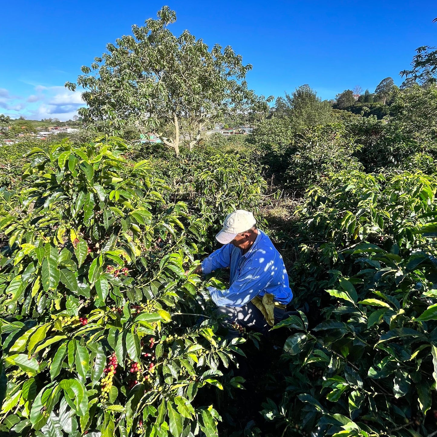 Costa Rica Peaberry| Whole Bean Coffee by Aroma Ridge | 16oz Medium Roast Gourmet Coffee Beans | Full Bodied Roasted Coffee Beans With Fruity Floral