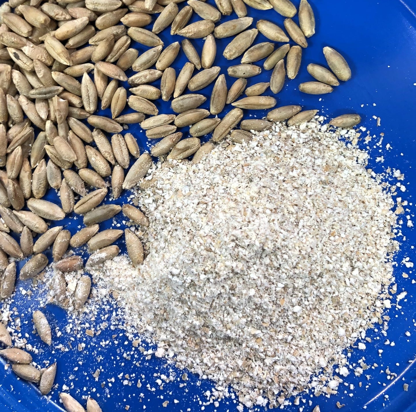 Early Morning Harvest Organic Dark Rye - Made from Organic, Non-GMO Rye - Stone Ground Dark Flour for Bread and Baking, Pumpernickel Flour, Sourdough