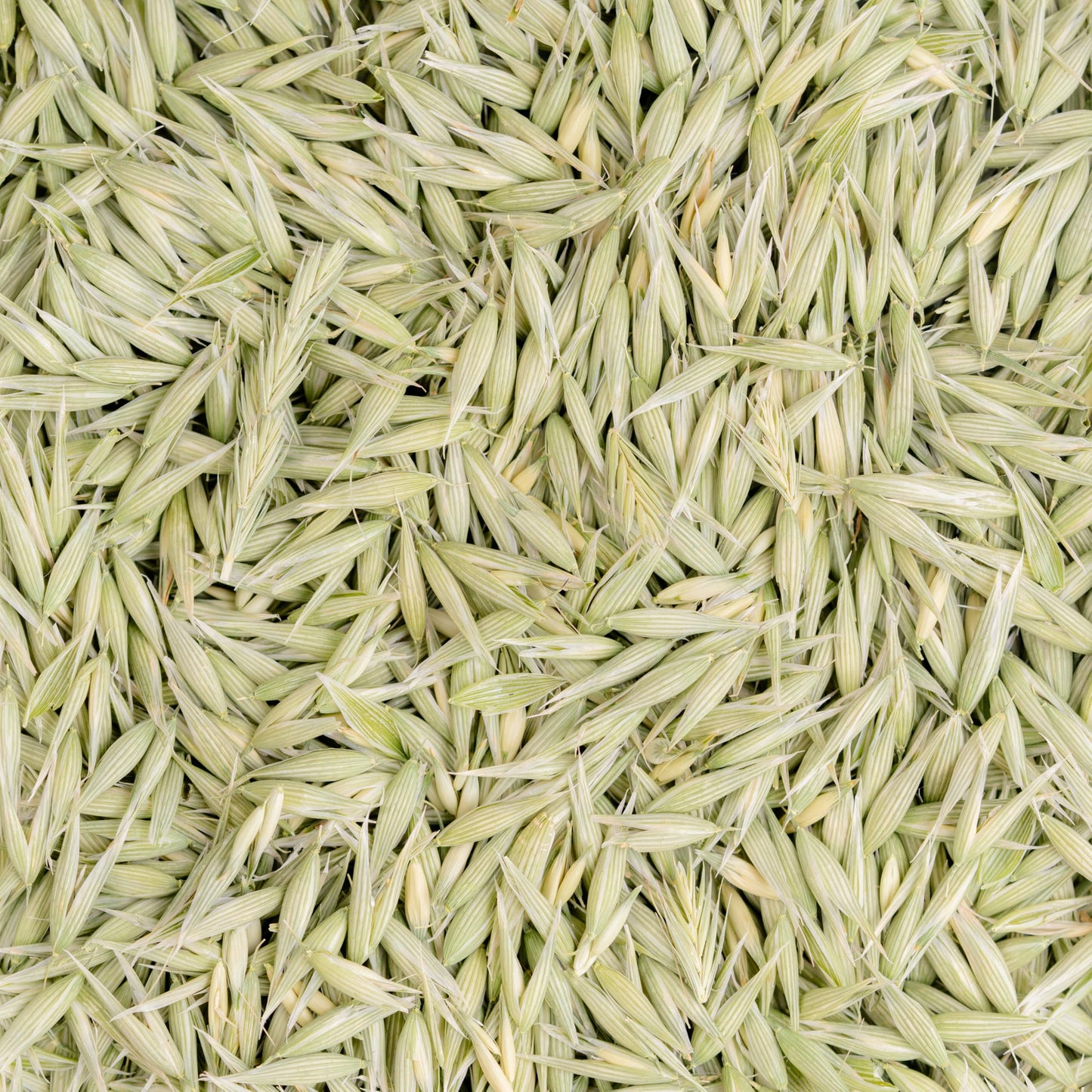Milky Oats, Organically Grown in Wisconsin | 5.6 oz | 79 Servings | Sacred Blossom Farm | Herbal Tea & Medicinal Herbs | Loose Leaf | Regenerative