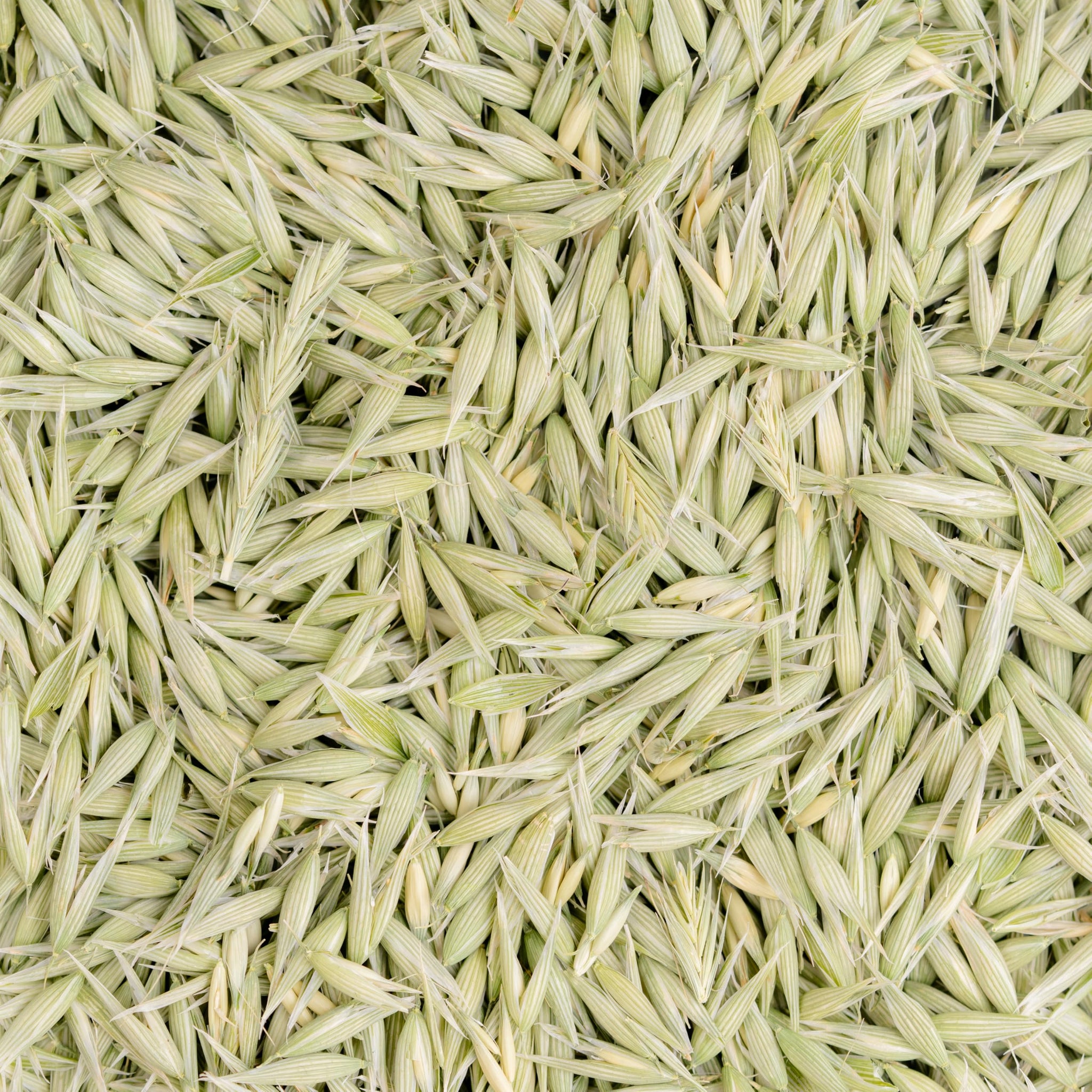 Milky Oats, Organically Grown in Wisconsin | 5.6 oz | 79 Servings | Sacred Blossom Farm | Herbal Tea & Medicinal Herbs | Loose Leaf | Regenerative