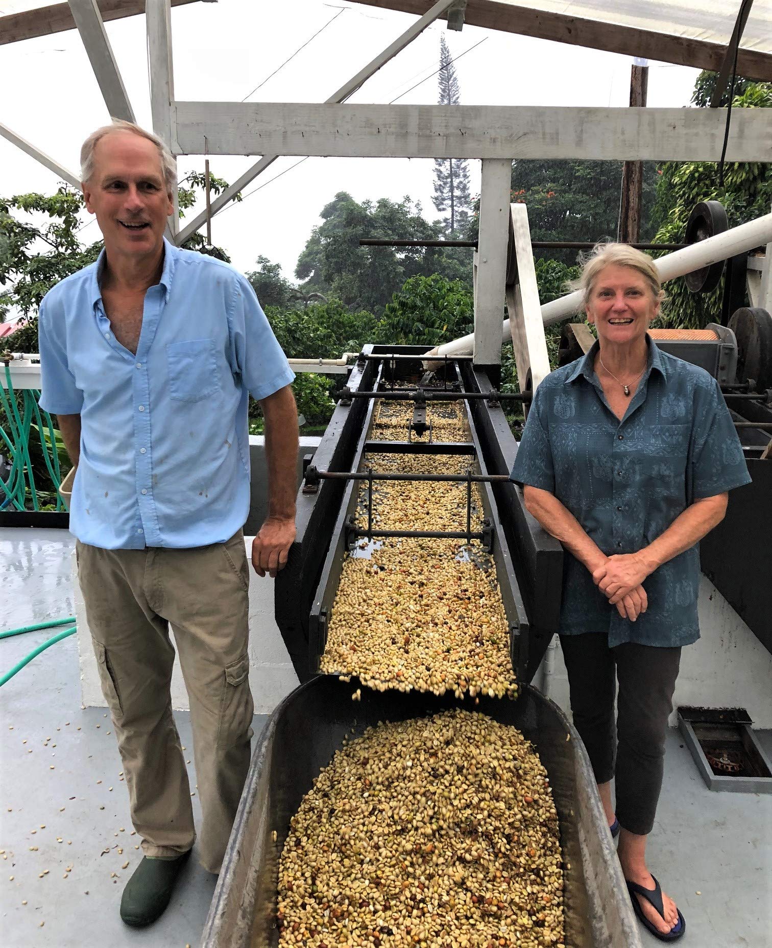 100% Kona Coffee - Whole Bean, Medium roast, Single estate gourmet coffee, 8 ounces, Farm fresh roasted from Domain Kona Coffee