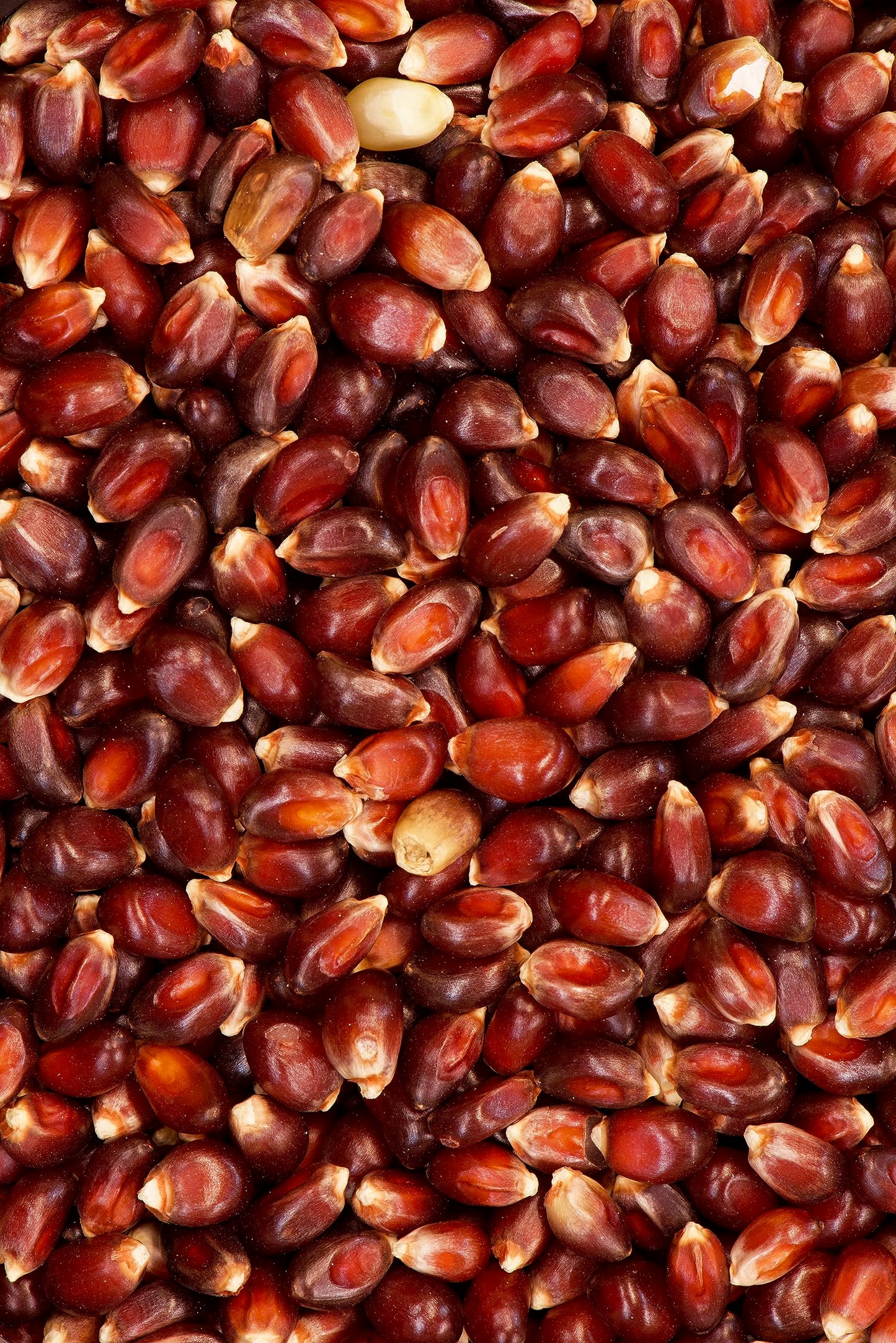 India Tree Paloma Roja (Red) PopCorn, 3.4 lb (Pack of 2)