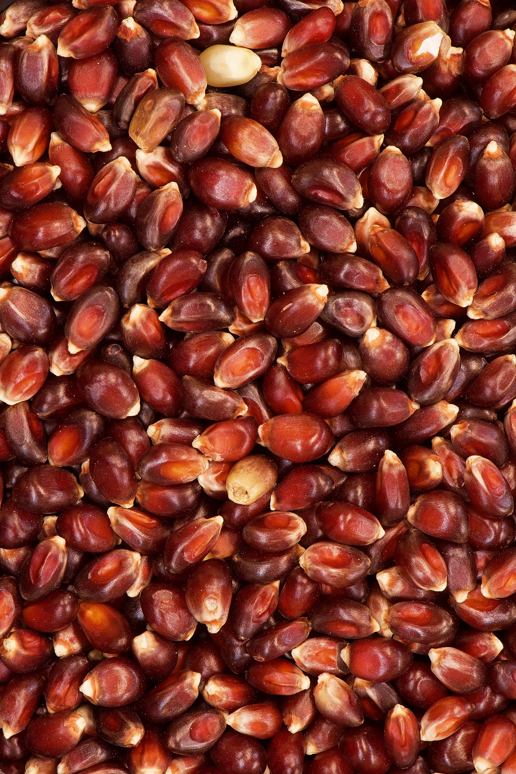 India Tree Paloma Roja (Red) PopCorn, 3.4 lb (Pack of 2)