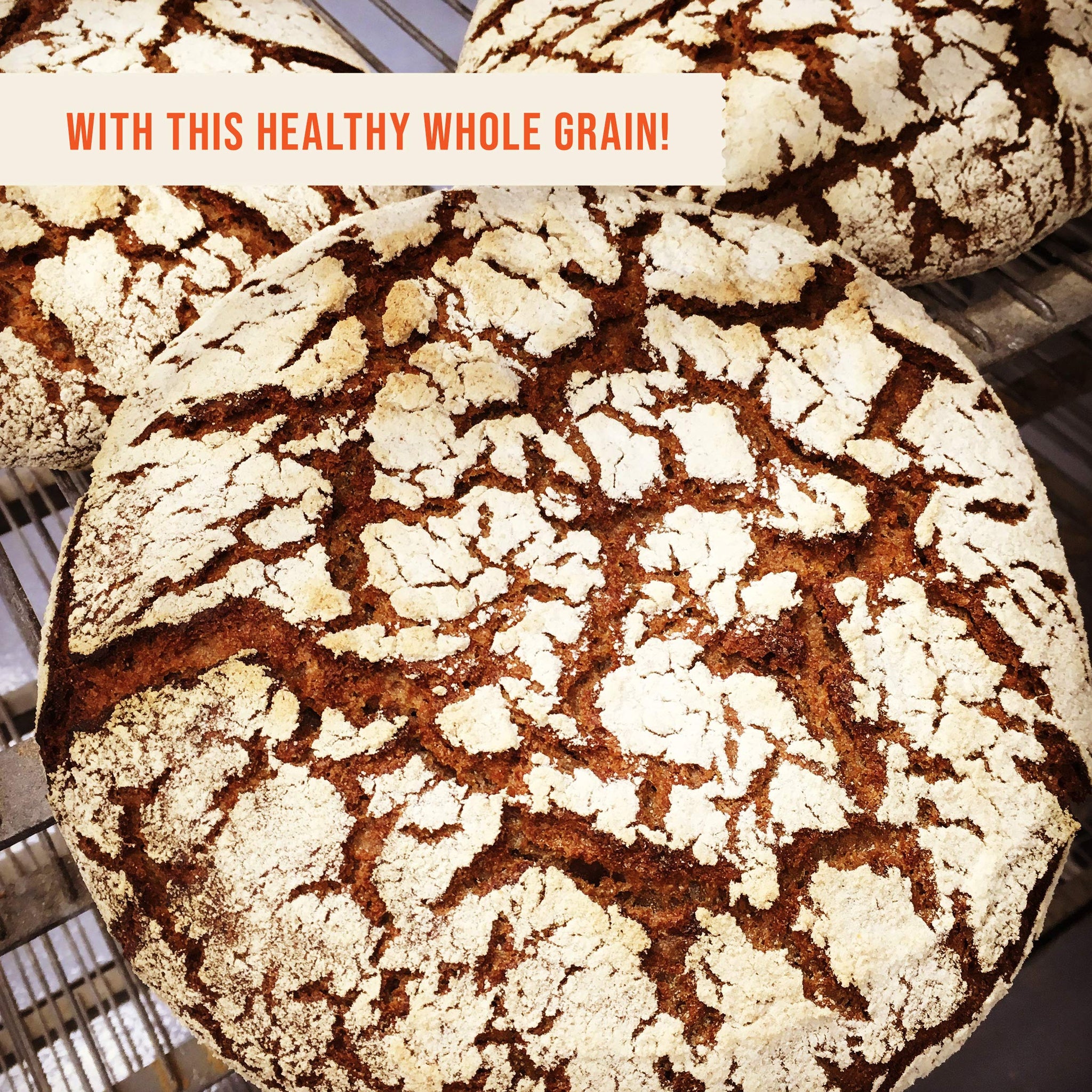 100% Organic Whole Dark Rye Flour - 25 lbs…