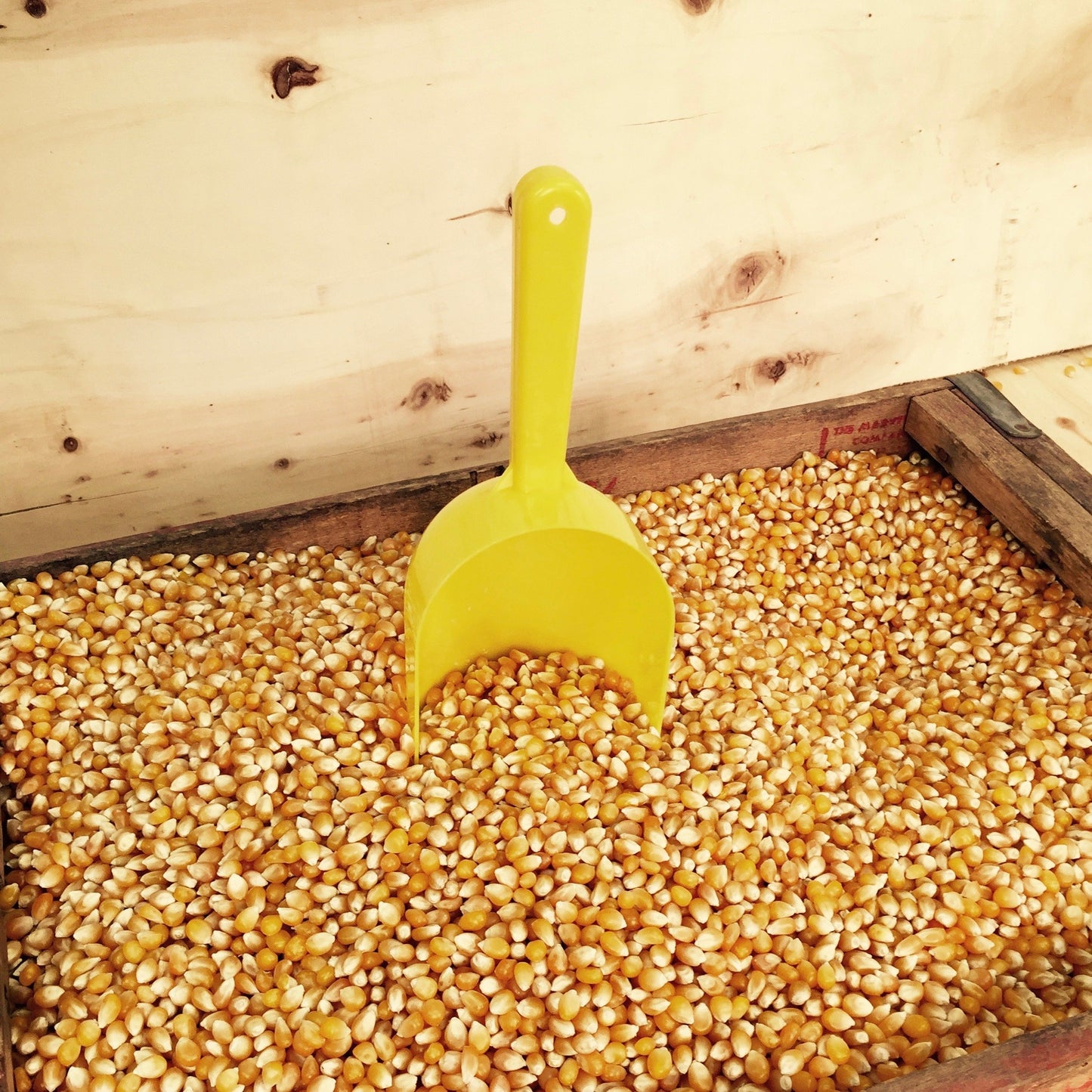 Paragon Bulk Bag Yellow PopCorn (12.5-Pounds), Brown, (1022)